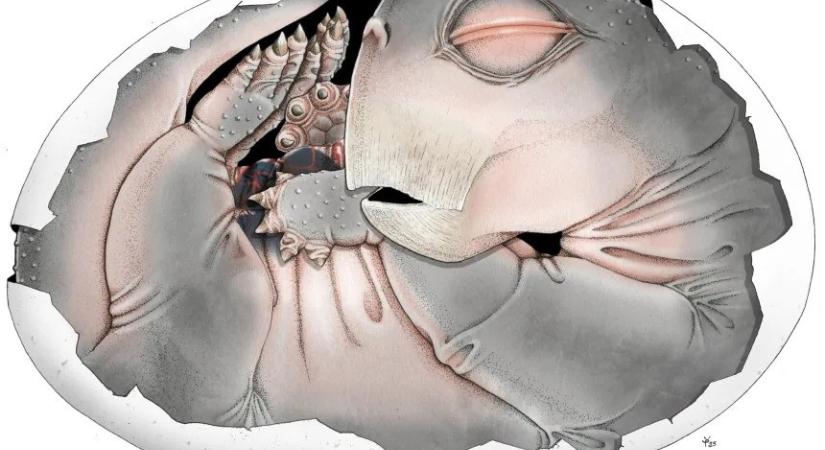 Termetes tojásokat rakott az emlősök őse, a Lystrosaurus