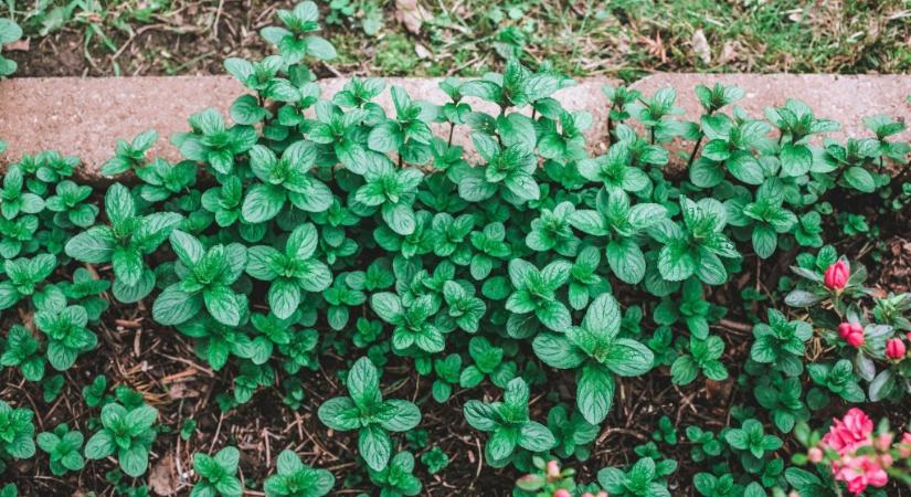 Ez a két kedvelt növény a gyakorlott kertészek rémálma