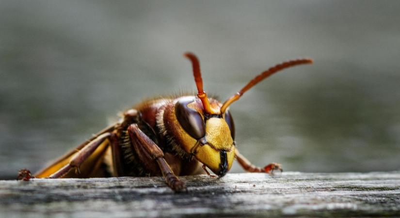 Meglepő megoldás a darazsak ellen - működik a gyakorlatban!