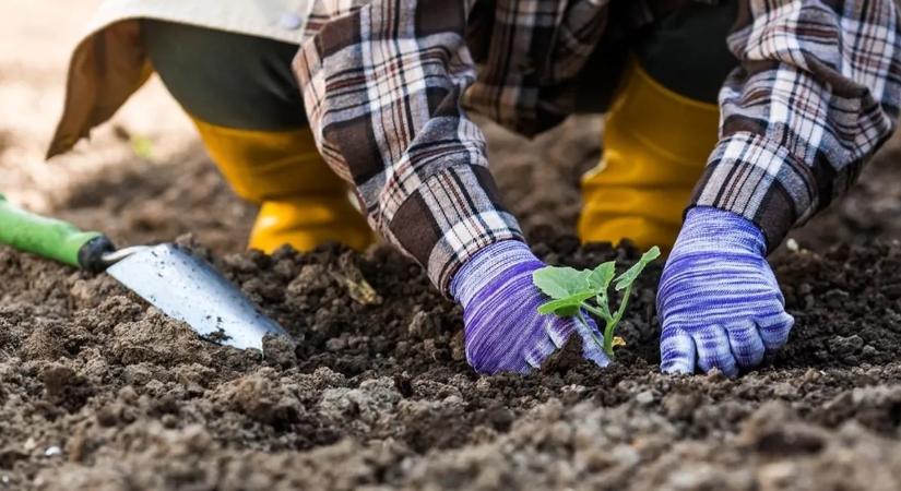 Cukkini vetése: ha ekkor kezded, nyáron bőséges termést szüretelhetsz