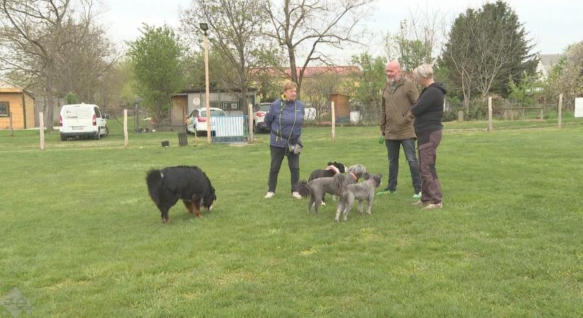 Séta, mozgatás, sport: sok a túlsúlyos kutya