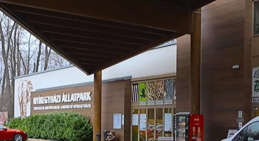Újabb szenzáció! Bébibumm a Nyíregyházi Állatparkban, már láthatók a kicsik a kifutóban (videó)
