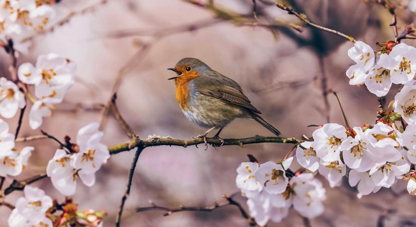 Időjárás: Zápor vagy napsütés - mutatjuk, meddig tart a kegyes idő