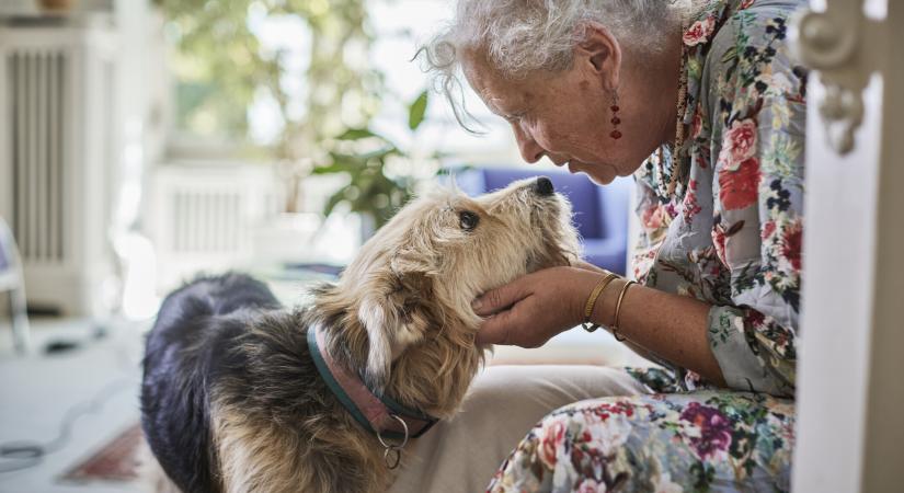 A kutyád nem boldog, amikor ezt csinálja – a legtöbb gazdi félreérti
