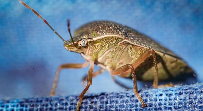 Így szabadulj meg a poloskáktól – vegyszer nélkül, okosan!