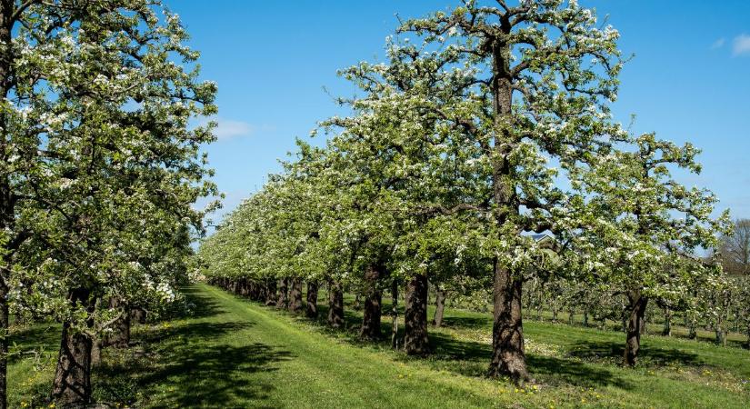 Ami dédapáinknak természetes volt, nekünk a túlélést jelentheti