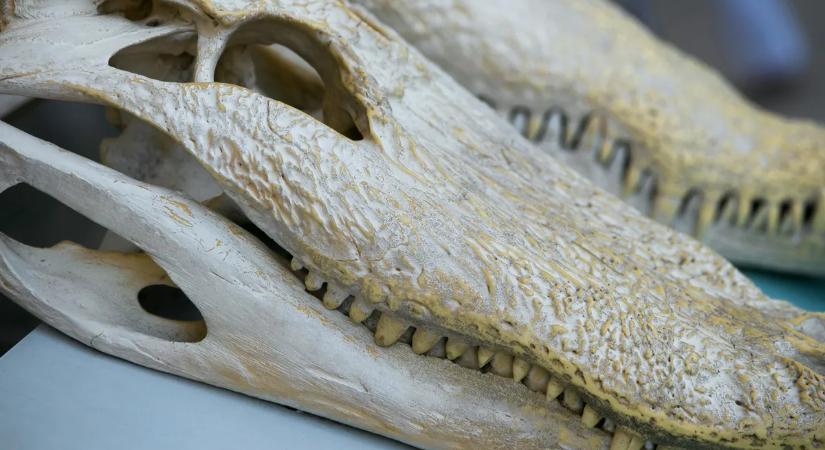 Megdöbbentő felfedezés: ilyen krokodilt még nem láttak eddig