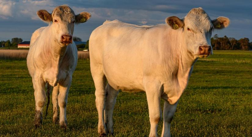 Keszthelyi üzenet a húsmarhatartóknak: van ok az optimizmusra, de egy dologgal nagyon vigyázni kell