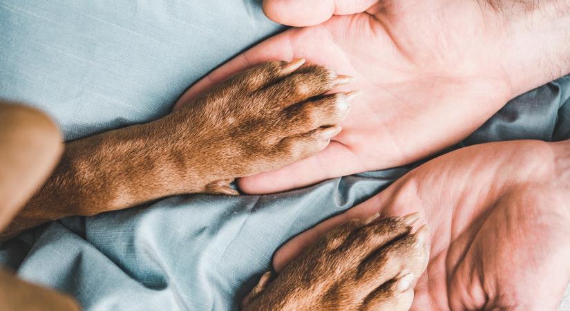 Olyan kitartó volt ez a kutya, hogy törvényt írtak miatta