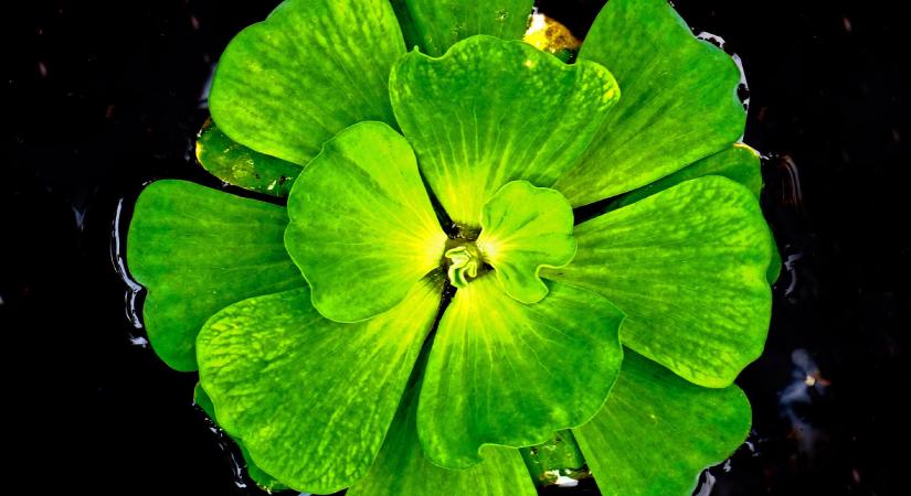 Invazív fajok: az úszó kagylótutaj