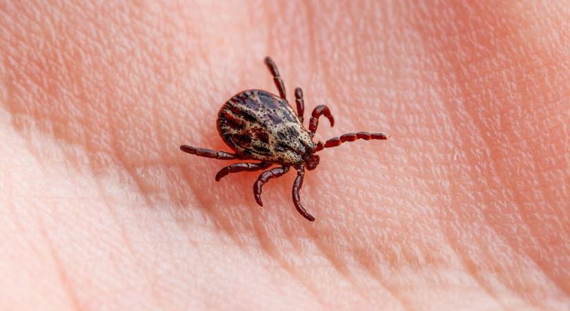 Egyetlen csípés is végzetes lehet – terjed a veszélyes kullancsfaj hazánkban