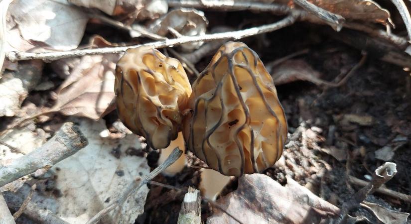 A bakonyi tavasz aranya a kucsmagomba, ezt kell tudni, ha szedni akarja