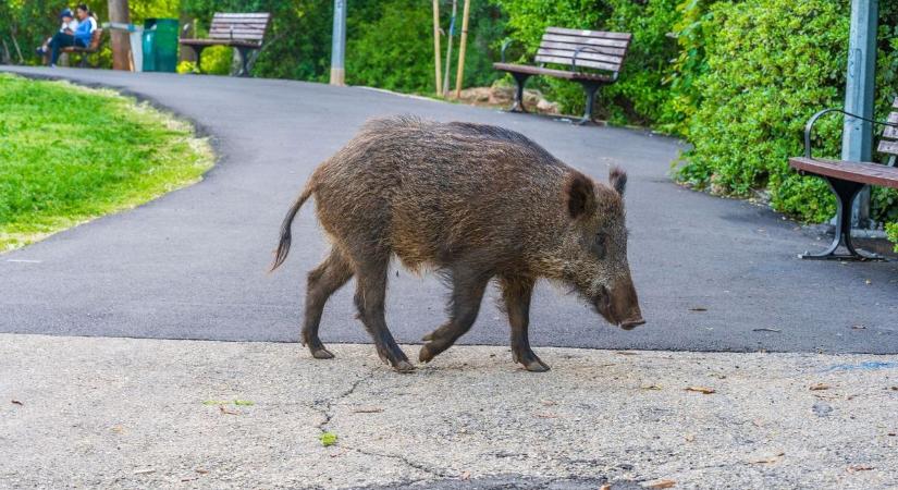 Itt már szinte háziállat a vaddisznó - félelmetes videón a tatabányai kertek rémei
