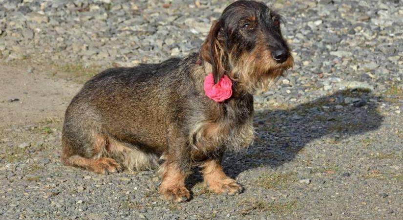 Elképesztő, ez a tacskó mit képes kiszagolni: ő a régi épületek megmentője