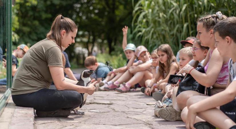 Ingyenes nyári táborba várják a debreceni diákok jelentkezését