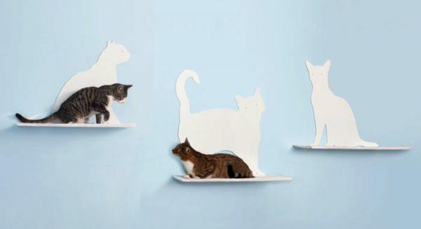 Megtalálod a macskát a galambok között? Trükkös képrejtvény