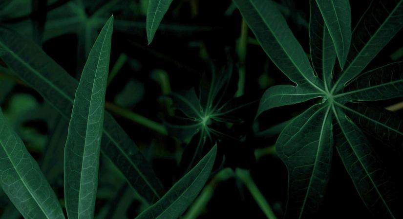 A mentes konyha és a pudingok sztárja: itthon is egyre népszerűbb a kis fehér golyó