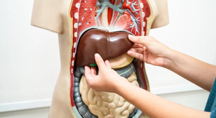 Lélek nélkül olcsóbb? Agy nélküli klónokkal oldanák meg a szervhiányt az amerikaiak