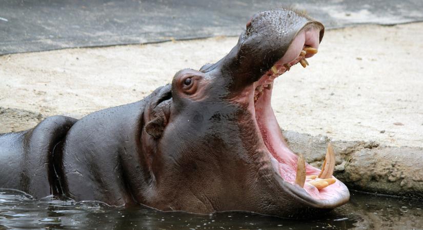 Most kell rá válaszolni: ki van a vízilovakkal?