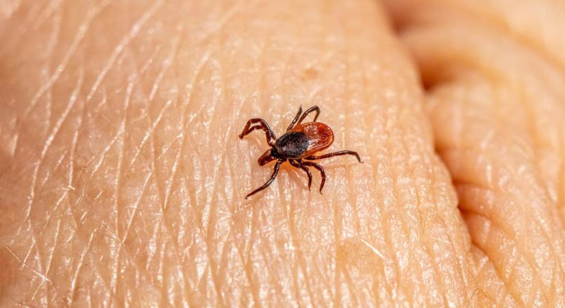 Halálos kórt is terjeszthet ez az invazív kullancsfaj