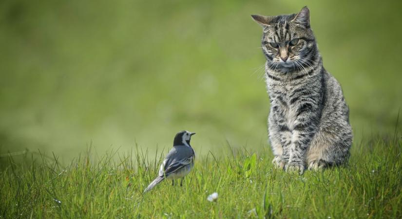 Madárbarát kert macska mellett – egy egyszerű megoldás, ami megóvja a tollasokat