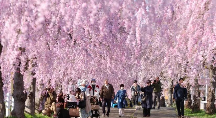 Veszélybe került a klímaváltozás egyik legfontosabb, 1200 éves adatbázisa