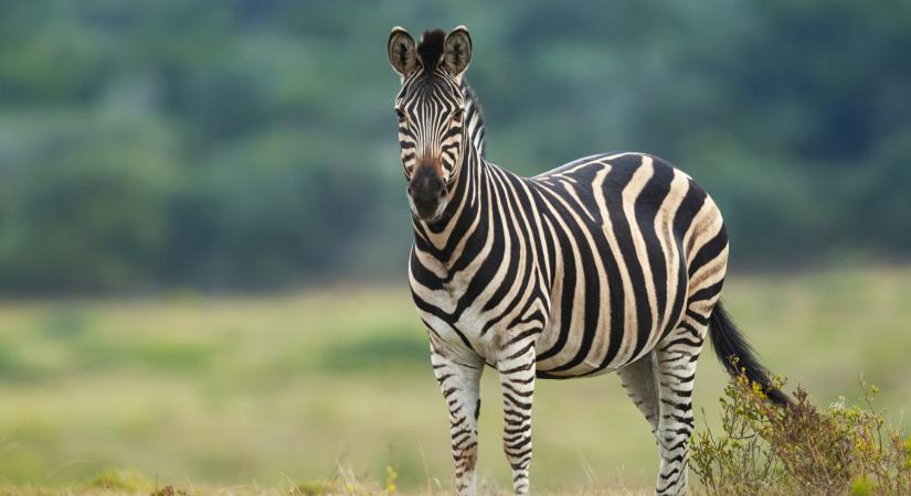Hogyan öli meg a korrupció a gazdasági növekedést?