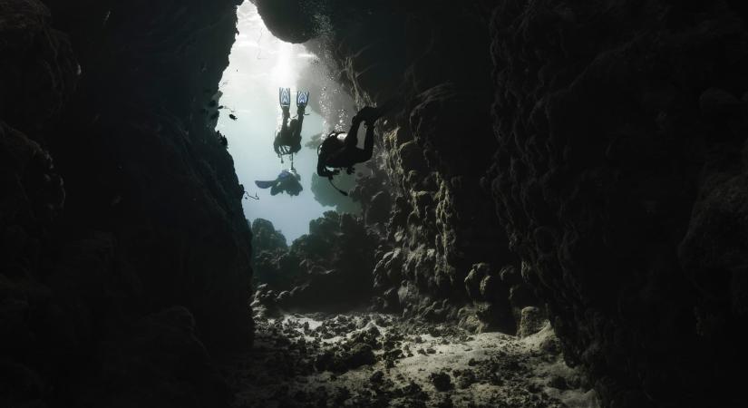 4700 Celsius fokos buborékot lő ki ez az állat, kisebb mint egy hüvelykujj