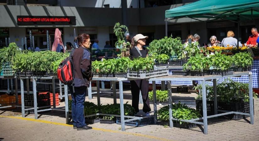 Kiültethetjük már a paradicsom palántákat, vagy még várjunk vele?