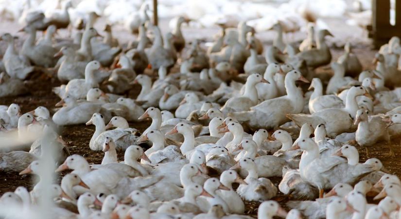 Végre fellélegezhetnek az állattartók, a Nébih feloldotta a korlátozásokat