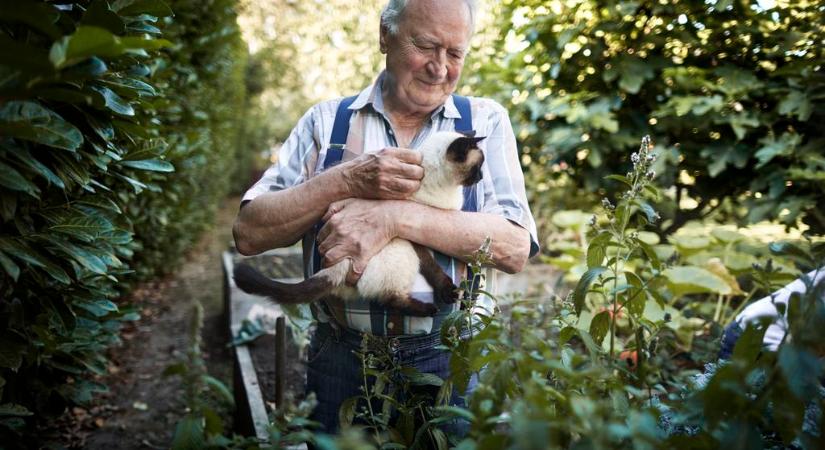 Ezt a hibát a legtöbb macskagazdi elköveti