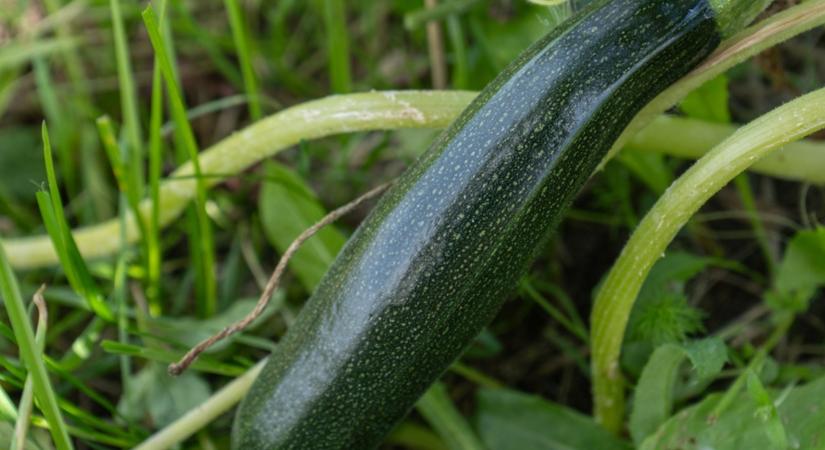 Hogyan lehet bőséges a cukkini termés? Ezekre figyelj oda!