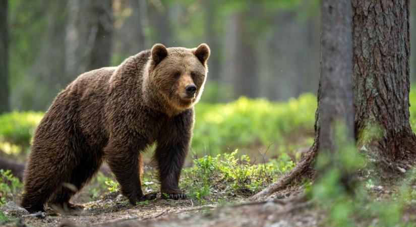 Medvéktől rettegnek a nyitrai kórházban