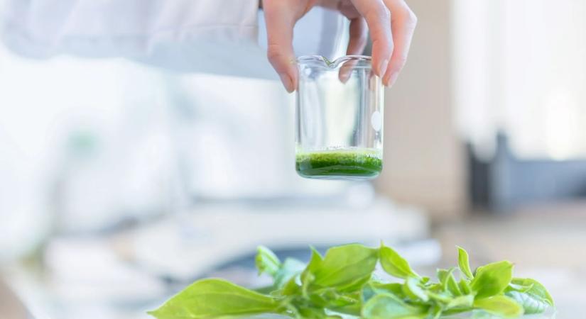 A Groupe Rocher és a Dassault Systèmes új együttműködésbe kezd a természetes kozmetikumok formulázásának átalakítására a virtuális iker technológia segítségével