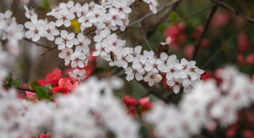 Érthetetlen pusztítás Makláron: vajon mi viszi rá az embert erre a tettre?