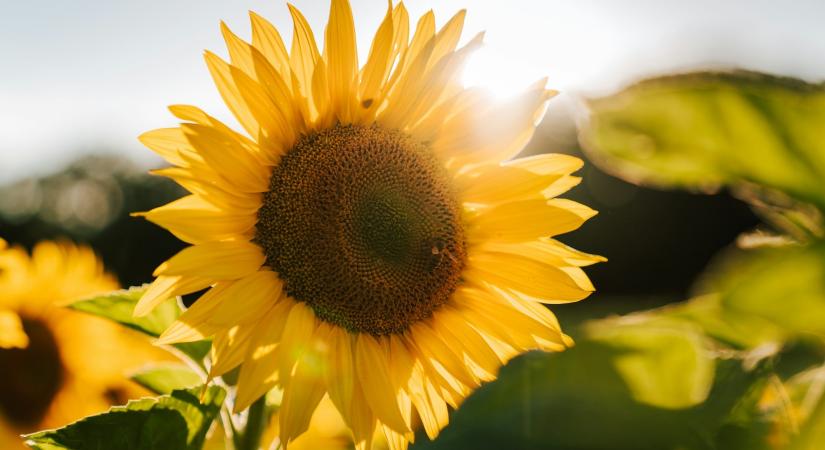 7 virág, amit áprilisban érdemes elültetni – és már nyár elején virágba borítják a kerted