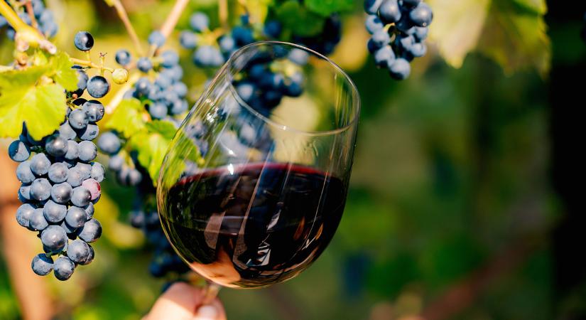 Véget ér egy korszak: bezár Balaton ikonikus borászata