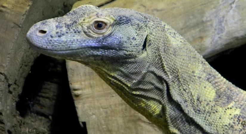 Sárkánycsempészeket vettek őrizetbe