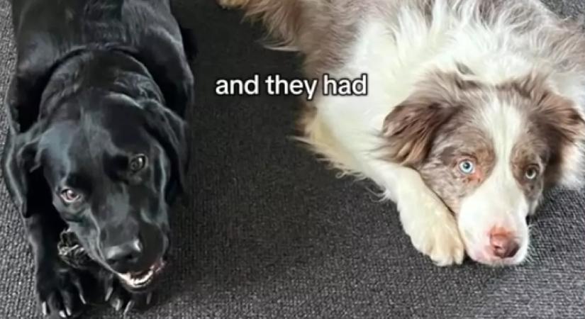 Border collie és labrador a szülők: ez a csodakutya született a szerelmükből