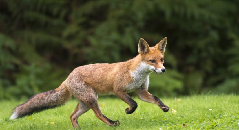 Rókát láttál? Ez a valódi jelentése, miért jelent meg az életedben