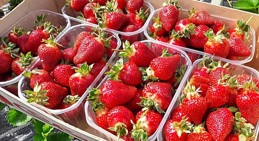 A kedvenc gyümölcseink versenyének győztese