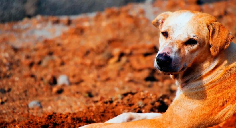 Iszonyú állatkínzás: 25 kutya nyomorgott egy lakásba zárva