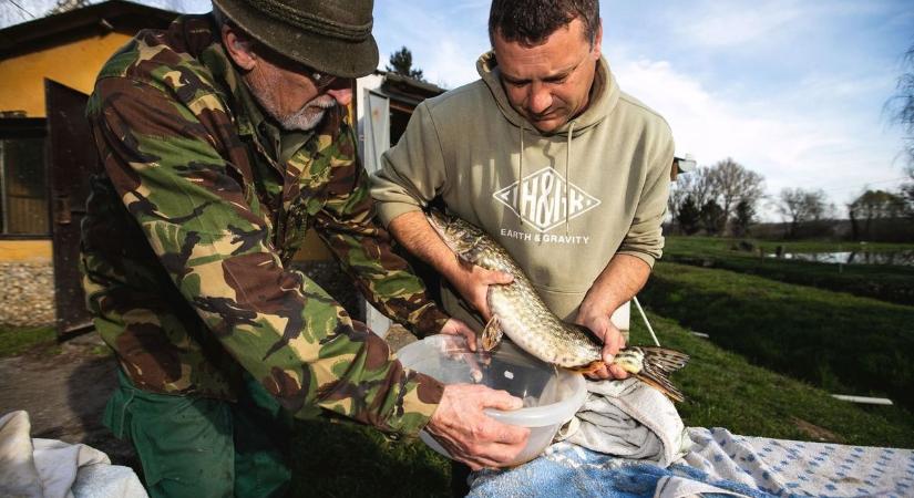 Kétszázezer új lakó érkezik a Tisza-tóba: folytatódik a telepítési hullám a tározónál – videóval