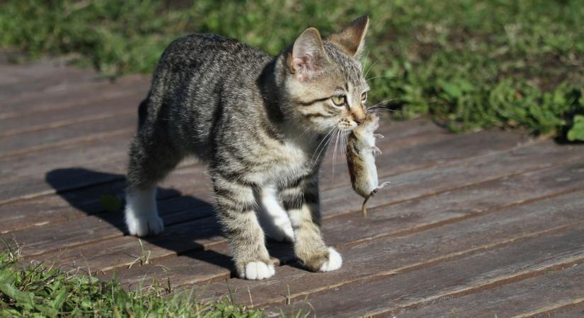 Mit jelent, ha a macskád ajándékot hoz? 7 motiváció, ami nem mindig „kedvesség”