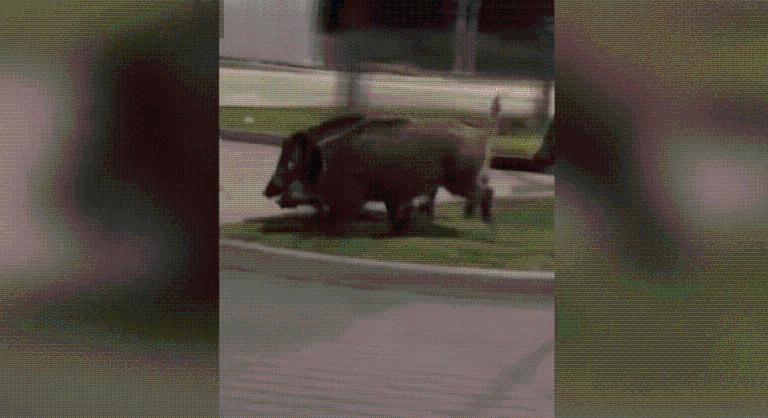 Nem tér magához az internet a vaddisznókat kergető varsói robottól