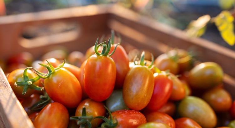 30%-kal zöldebb lehet a paradicsomtermesztés