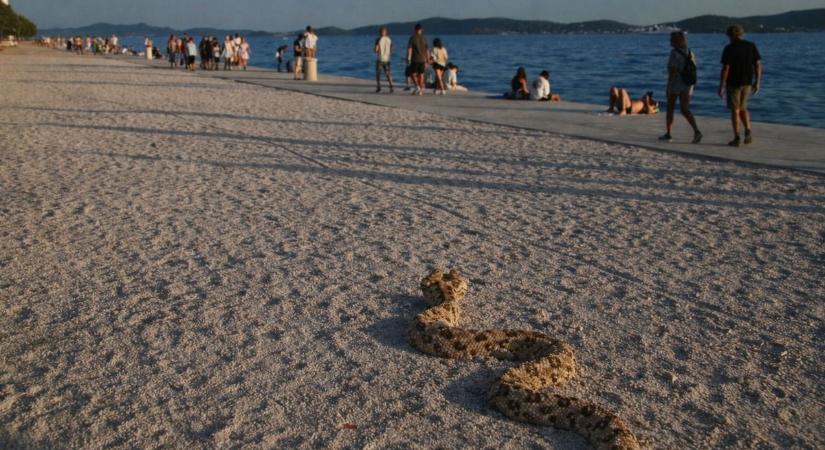 A magyarok egyik kedvenc üdülőhelyére készülsz? Vigyázz, mert megkezdődött a kígyószezon