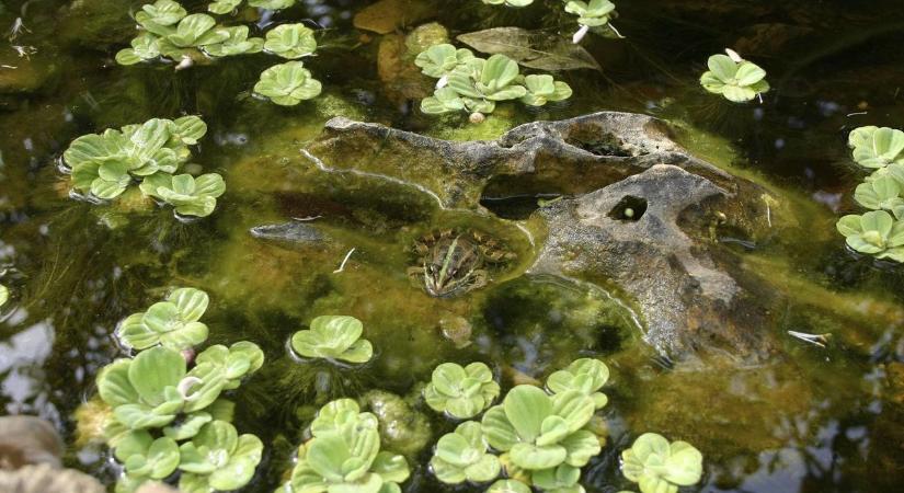 Videón a pontyból lett vízitaxis, ezen a jeleneten nevet a net ( videó)