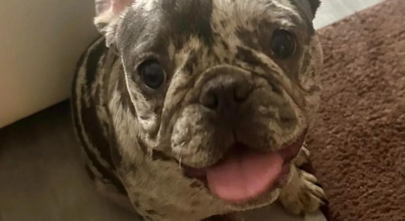 Brutális állatkínzás: gyereke szeme láttára verte össze kutyáját az apa