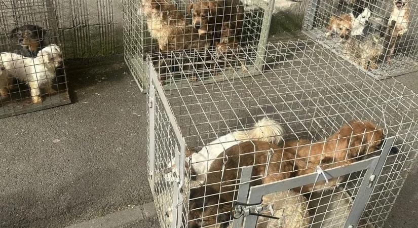 Tűzoltók szabadítottak ki 25 kutyát egy lángoló lakásból